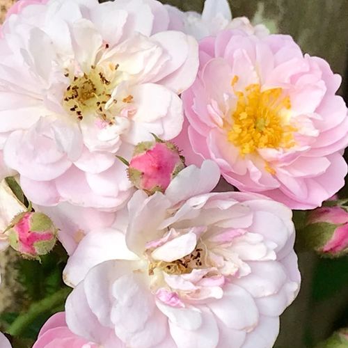 Comanda trandafiri online - Roz - trandafiri târâtori și cățărători, Climber - trandafir cu parfum intens - Rosa Ena Harkness - Christopher H. Warner - ,-